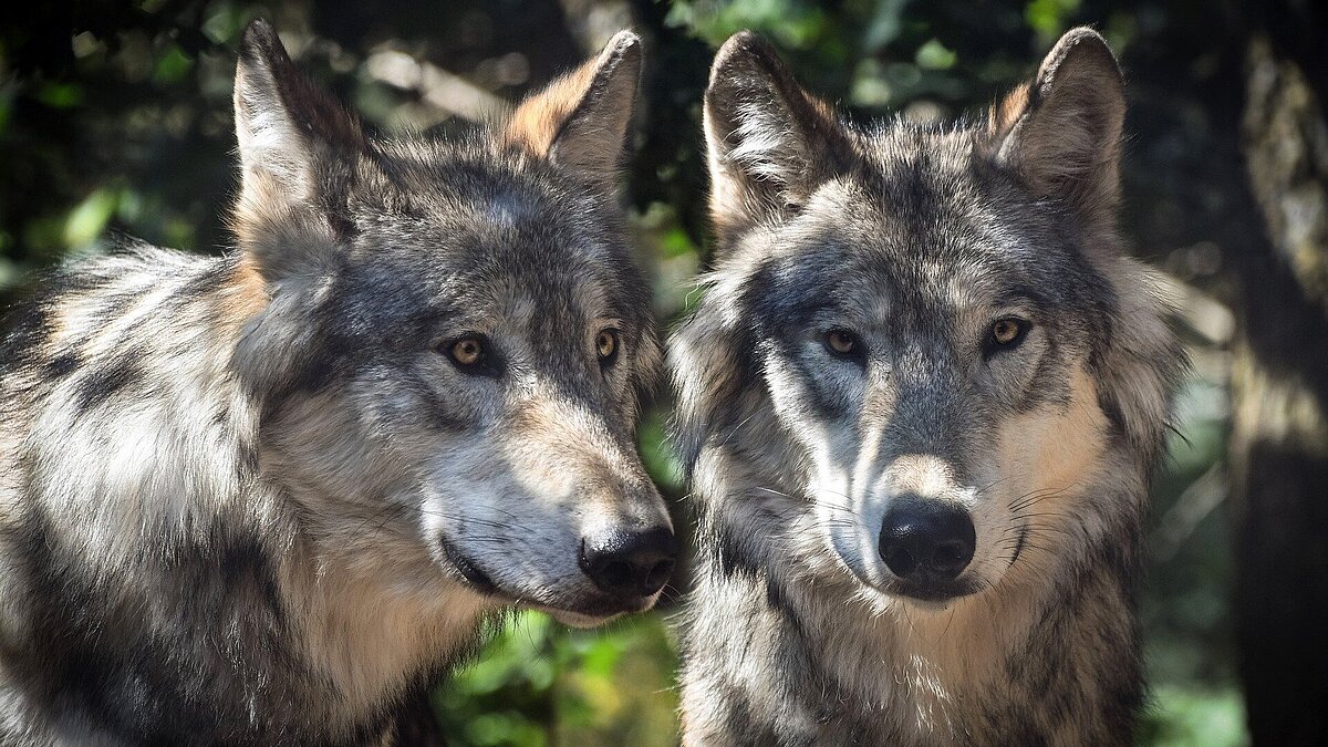 Zwei Wölfe